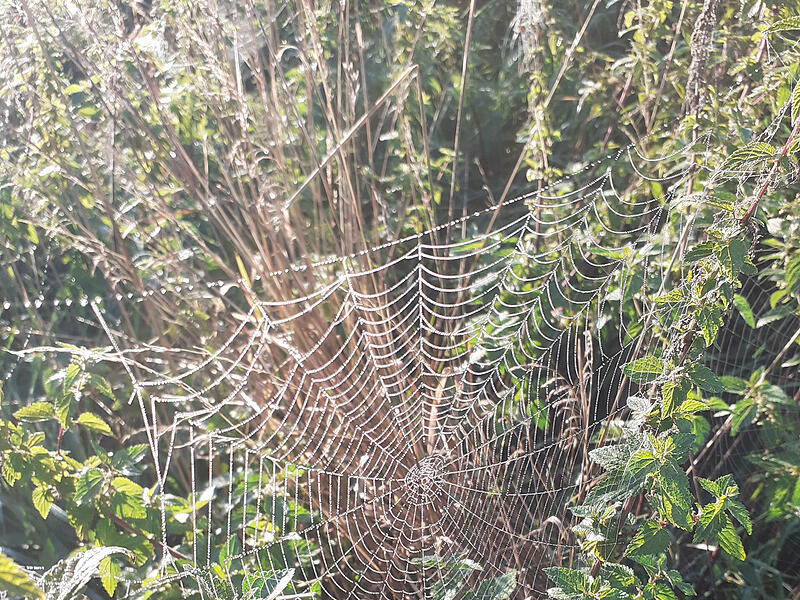 Aufgenommen beim morgendlichen Spaziergang: Der Herbst kommt und bringt Nebel mit, der sich an den Spinnennetzen festsetzt.