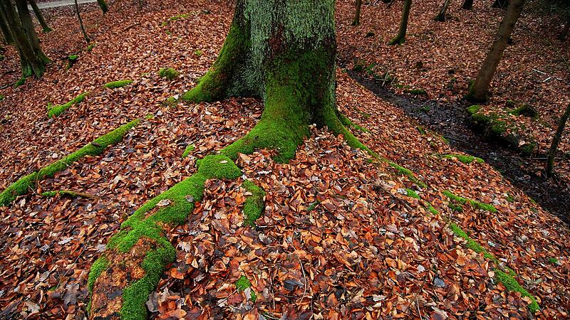 Hier darf die Natur ungest&ouml;rt Wurzeln schlagen: Naturwald