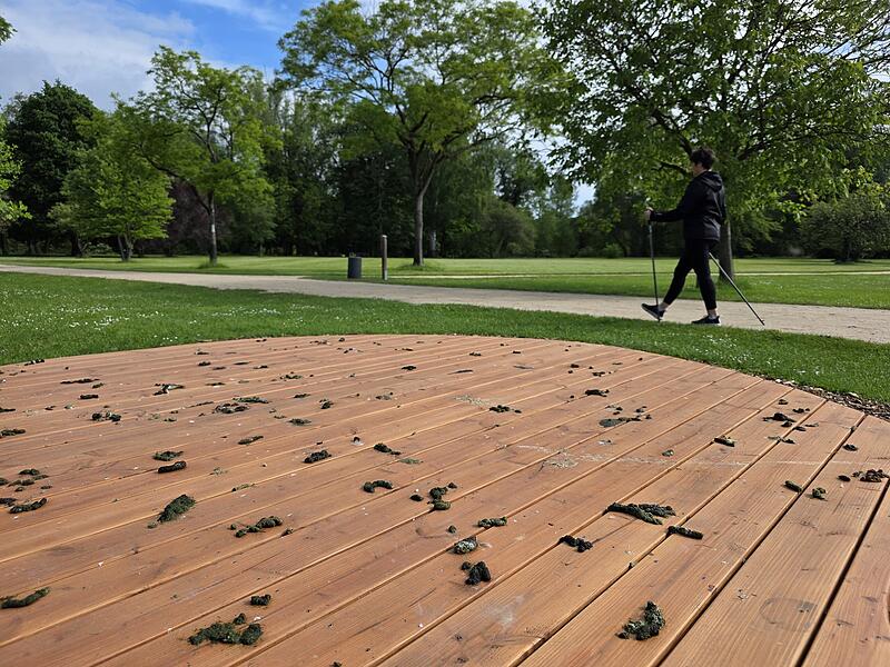Bad Kissingens schönstes Saale-Stück: Alles voller Gänsekot Mitten im Luitpoldpark liegt Bad Kissingens schönstes Saale-Stück: der Mäander. Nur: Dort ist zur Zeit alles voller Gänsekot.