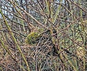 Ein verlassenes Nest in einer Hecke ist deutliches Zeichen, dass es sich um einen wertvollen Lebensraum handelt. Ein verlassenes Nest in einer Hecke ist deutliches Zeichen, dass es sich um einen wertvollen Lebensraum handelt.