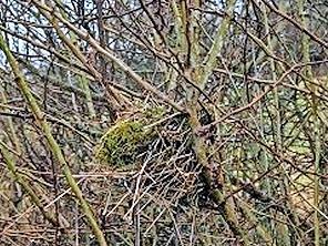 Ein verlassenes Nest in einer Hecke ist deutliches Zeichen, dass es sich um einen wertvollen Lebensraum handelt.