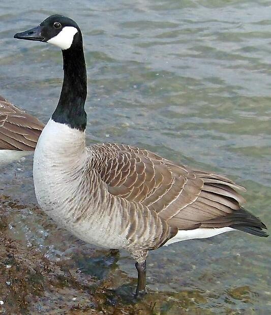 Bei einer Kanadagans  im Bereich am Wasserschloss Mitwitz wurde das Vogelgrippe-Virus nachgewiesen.