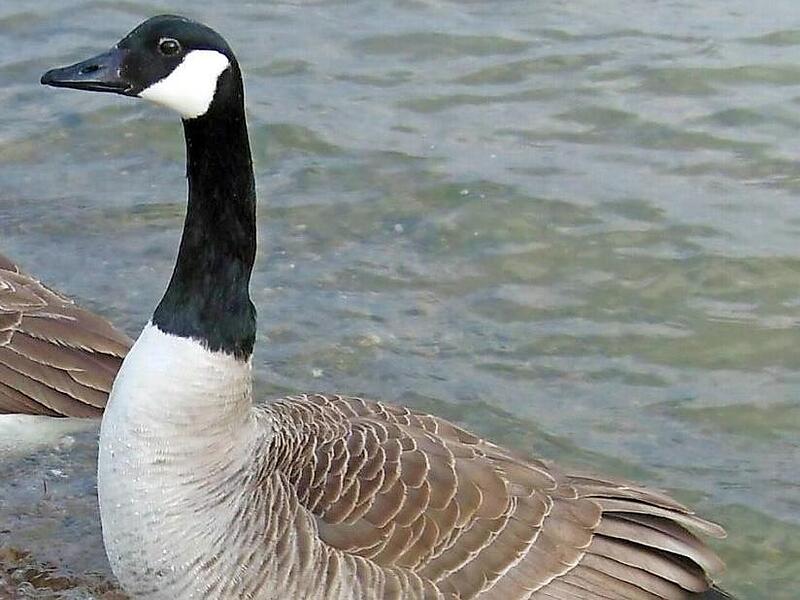 Bei einer Kanadagans  im Bereich am Wasserschloss Mitwitz wurde das Vogelgrippe-Virus nachgewiesen.