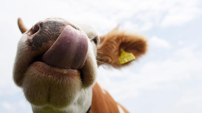 Eine Kuh auf der Alm