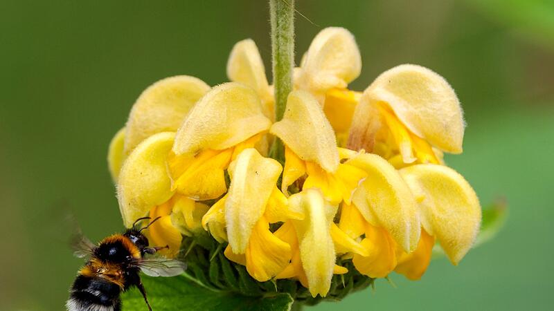 Hummel