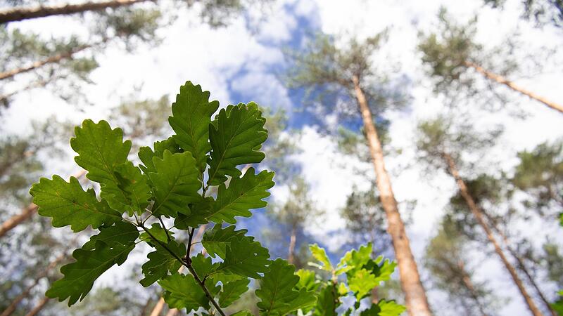 Im Wald von Oberthulba begutachteten die Gemeinder&auml;te eine gut gedeihende Eichenkultur.
