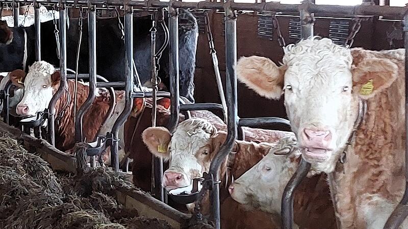 Bei K&uuml;hen sorgt ein "Schnulleralarm" f&uuml;r eine umfassende Betreuung und &Uuml;berwachung.