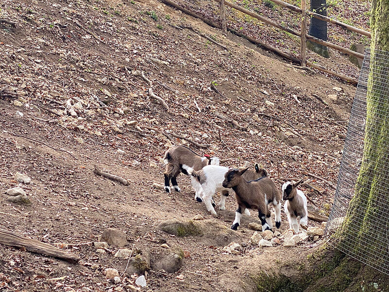 Im Wildpark Hundshaupten k&ouml;nnen Besucher momentan viele kleine Ziegenbabys beobachten. Nachwuchs gab es bei den Afrikanischen Zwergziegen und den Th&uuml;ringer Waldziegen.