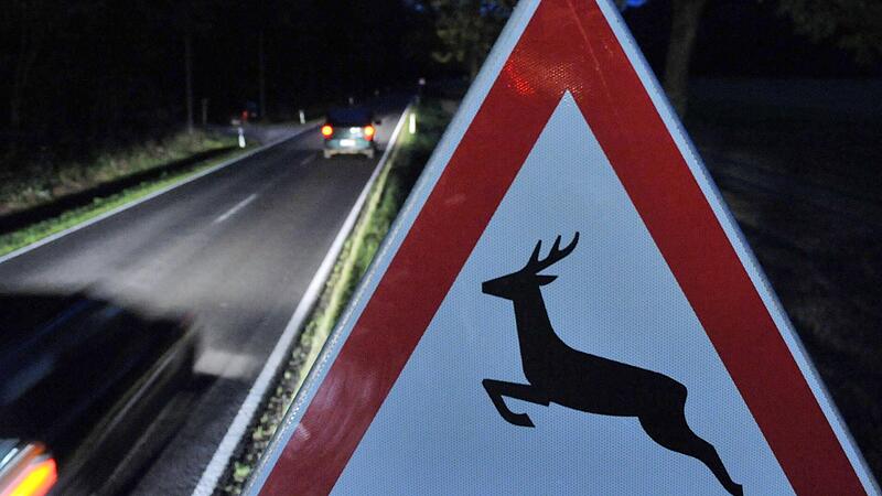 Wildwechsel
