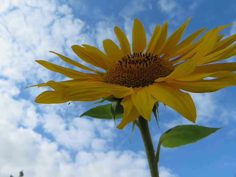 SonnenblumeLeserfotos Herbst SonnenblumeLeserfotos Herbst
