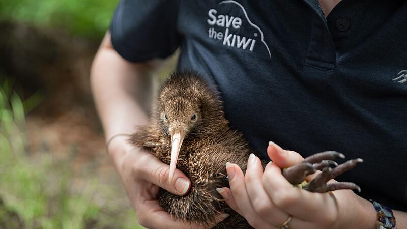 Save the Kiwi