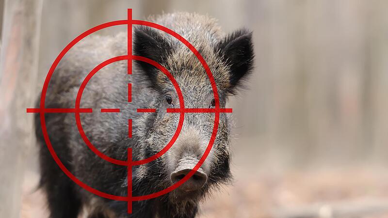 Auch in Erlangen-Höchstadt gibt es aktenkundige Fälle von Wilderei. Auch in Erlangen-Höchstadt gibt es aktenkundige Fälle von Wilderei.