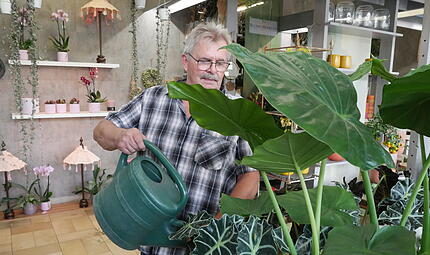 J&uuml;rgen Hurrlein, G&auml;rtner und Florist, gie&szlig;t eine Alocasia. Diese tropische Pflanze braucht viel Wasser.