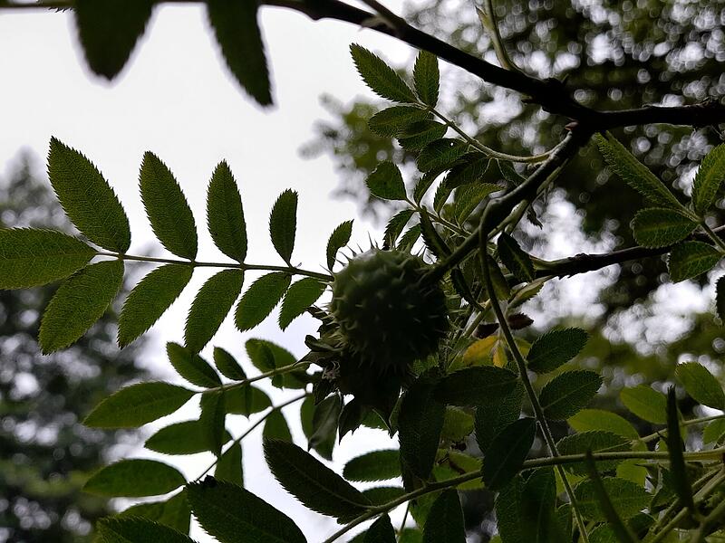 An dieser Igelrose im Bad Brückenauer Staatsbad, die im Juni hellrosa blüht, wachsen als auffälliges Merkmal diese rundlichen, igelförmigen Früchte, die an eine Kastanie erinnern. Man kann diese putzigen Früchte jetzt im Herbst zu einem Mandala legen.