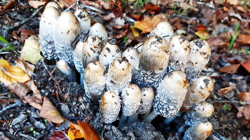 Wie die Schl&uuml;mpfe &bdquo;marschieren&ldquo; die kleinen Tintlinge.