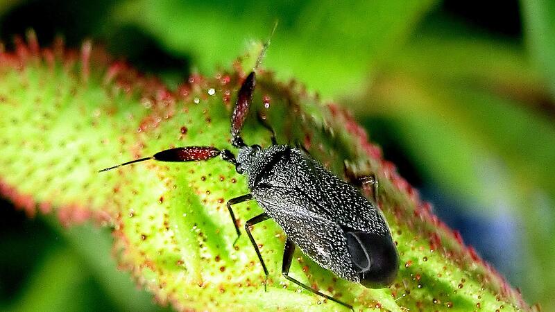Die Essigrosendickf&uuml;hlerweichwanze ist das pr&auml;gende Insekt f&uuml;r die Arbeit des Instituts f&uuml;r Biodiversit&auml;tsinformation (IfBI) in Ebern. Zusammen mit der Uni W&uuml;rzburg betreibt das IfBI das Projekt &bdquo;Rettet Rosi&ldquo;.