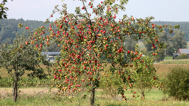 Apfelbaum in der Fränkischen Schweiz