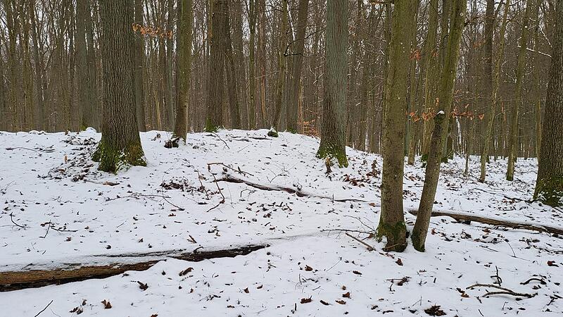 Genau hinschauen, bei Schnee ist dieses eine (linke Bildh&auml;lfte) am besten erkennbar. Rechts wird der Boden wieder flach. Im &bdquo;Mordgrund&ldquo; bei Zell findet man insgesamt sieben H&uuml;gelgr&auml;ber, ganz sanfte Erh&ouml;hungen in einem Waldbereich am Berg, der ansonsten  sehr ebenerdig ist.