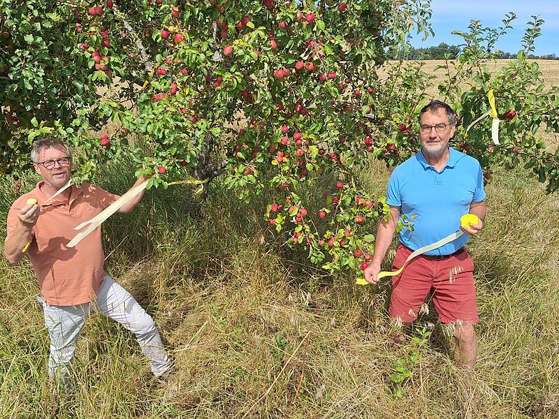 Das Bild zeigt den Kreisfachberater Guntram Ulsamer (links) und den Vorsitzenden des Bund Naturschutzes in Ebern, Harald Amon. Sie sind damit besch&auml;ftigt B&auml;ume mit den B&auml;ndern zu kennzeichnen.