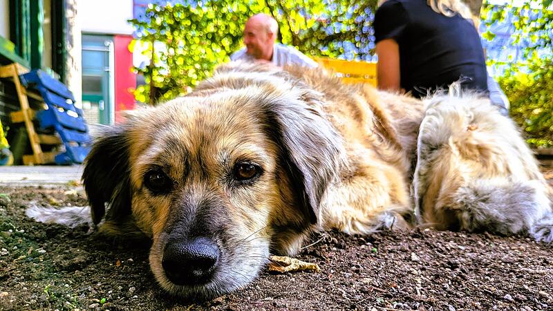 Ein Hund in Not, ein Verein mit Herz: Lotti lebte als Stra&szlig;enh&uuml;ndin in Griechenland &ndash; bis Tiersch&uuml;tzer sie fanden und ein neues Zuhause schenkten.