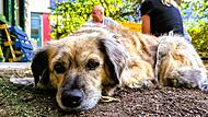 Ein Hund in Not, ein Verein mit Herz: Lotti lebte als Straßenhündin in Griechenland – bis Tierschützer sie fanden und ein neues Zuhause schenkten.