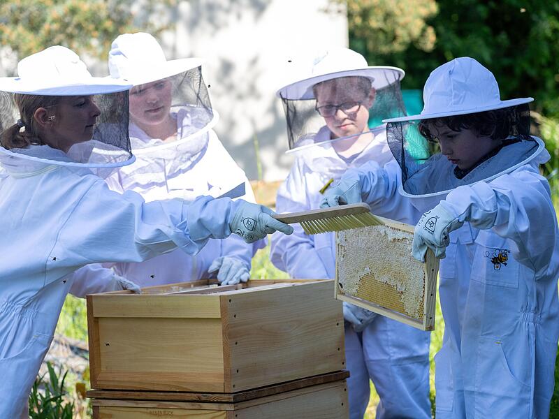 Neue Bienen-AG Grundschule Untermerzbach