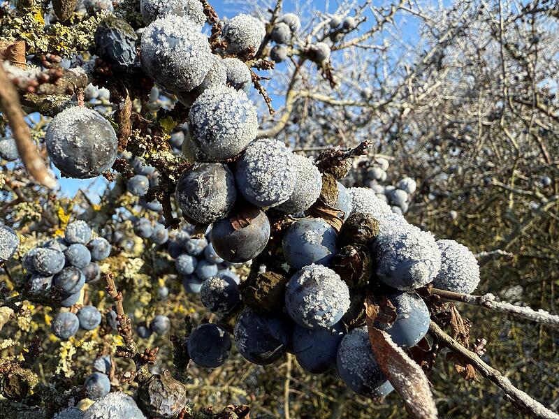 Leserbilder 2025Leserfotos Dezember 2025