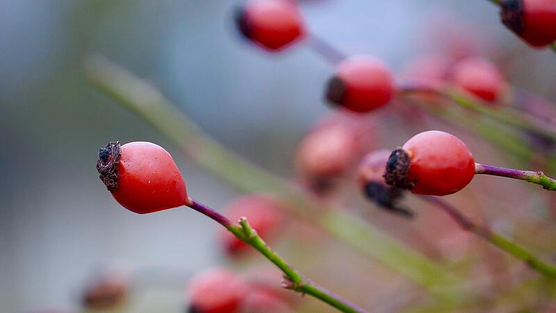 Die Hagebutte hat einen besonders hohen Vitamin-C-Gehalt. Die Hagebutte hat einen besonders hohen Vitamin-C-Gehalt.