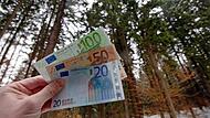 Wenn Wald durch Schädlinge vernichtet wird, entsteht ein materieller Schaden.