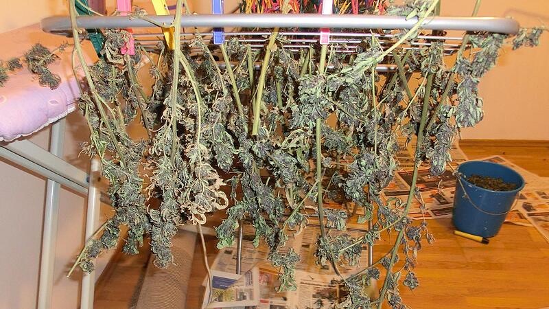 Vor ein paar Jahren noch von Polizei konfisziert, bald schon legal? Nach der Ernte zum Trocknen aufgehängte Cannabispflanzen im Eigenanbau.