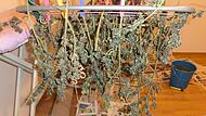 Vor ein paar Jahren noch von Polizei konfisziert, bald schon legal? Nach der Ernte zum Trocknen aufgehängte Cannabispflanzen im Eigenanbau.