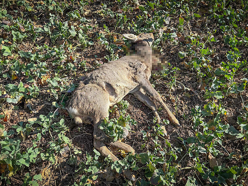 Freilaufende Hunde als Problem