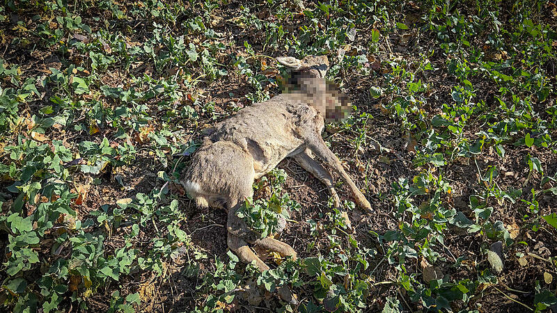 Freilaufende Hunde als Problem Freilaufende Hunde als Problem