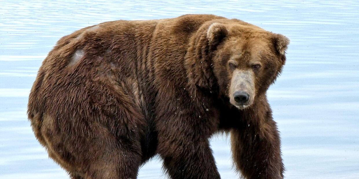 Manchmal wär' ich gern ein Bär