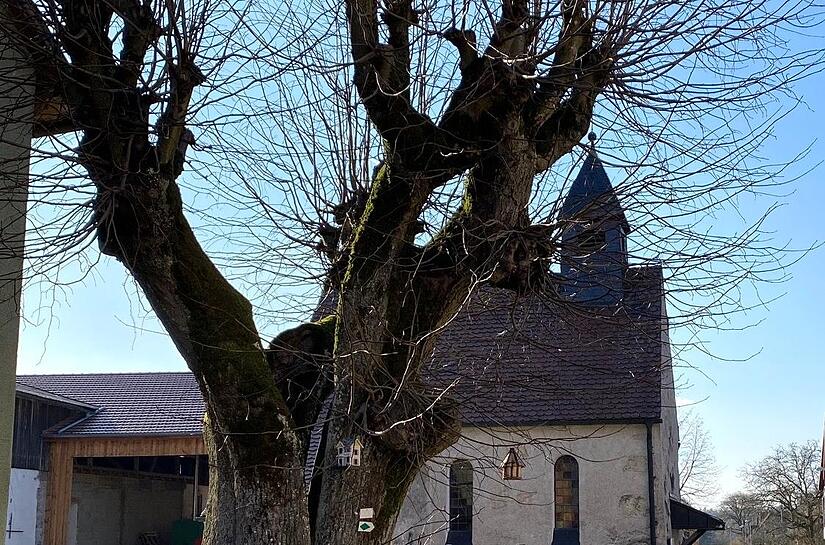 Die Buckenreuther Linde in einem privaten Garten vor der OrtskircheForchheim & Fränkische Schweiz