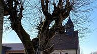 Die Buckenreuther Linde in einem privaten Garten vor der OrtskircheForchheim & Fränkische Schweiz