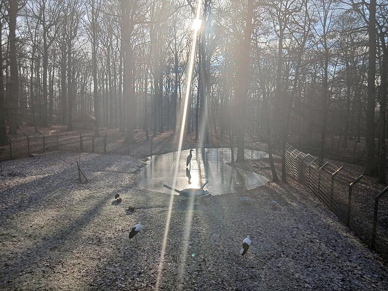 Dieses Bild von einem Storch auf gefrorenem Wasser wurde im Wildpark an den Eichen in Schweinfurt aufgenommen.
