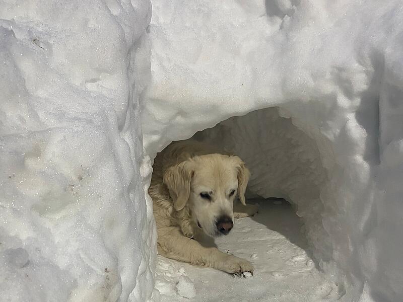 Dieses Foto zeigt Hund Ben, der es sichtlich genie&szlig;t im Iglu zu liegen.