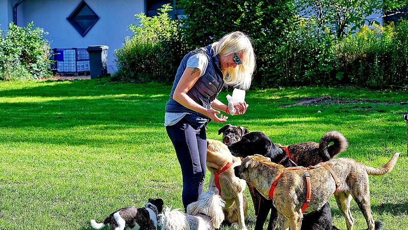 Hundebadetag im Stadionbad Bamberg 2026