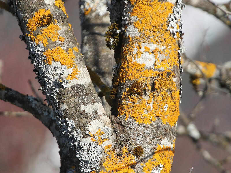 Flechten sind sehr interessante Lebewesen Flechten sind sehr interessante Lebewesen