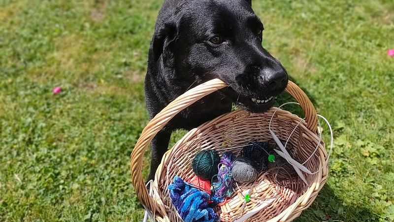 Familienhund Kitan bringt die letzten Reste Wolle Familienhund Kitan bringt die letzten Reste Wolle