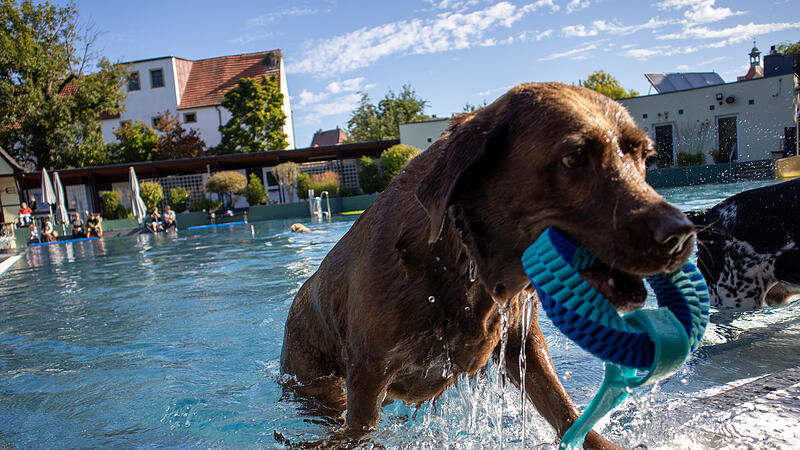 Hundebadetag in HerzogenaurachHundebadetag in Herzogenaurach