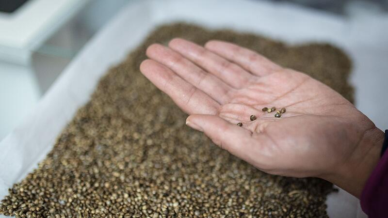 Die Anbauvereinigungen d&uuml;rfen von ihren Mitgliedern nur die festgelegten Beitr&auml;ge und von Nicht-Mitmitgliedern nur die Herstellungskosten f&uuml;r Cannabissamen (Symbolfoto) verlangen.