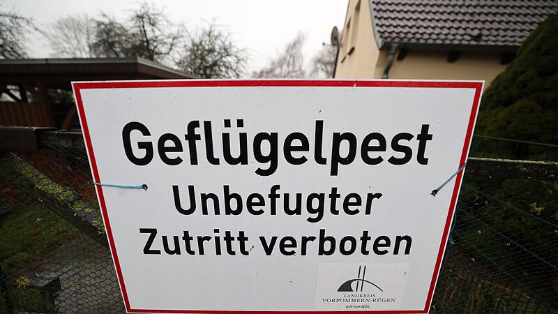 Geflügelpest Geflügelpest