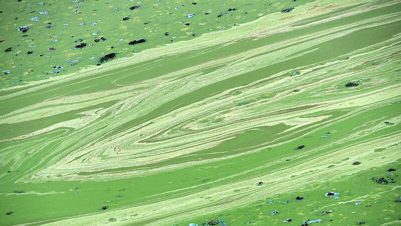 Grüne Schlieren durch Blaualgen Grüne Schlieren durch Blaualgen