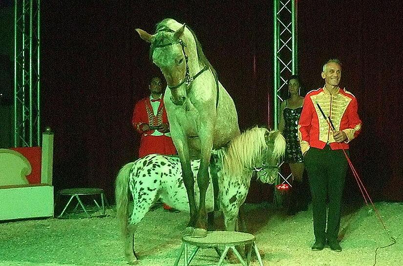 &bdquo;Gro&szlig; und Klein&ldquo; hei&szlig;t die Dressur von Hengst Pegasus und seinem Freund, dem Pony.