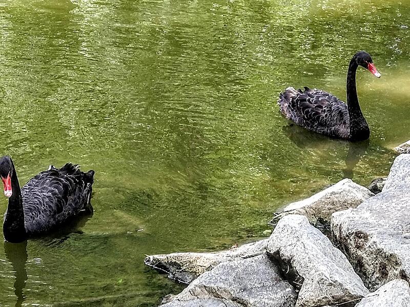 Die beiden neuen Schw&auml;ne sind Br&uuml;der und kommen aus Erfurt.