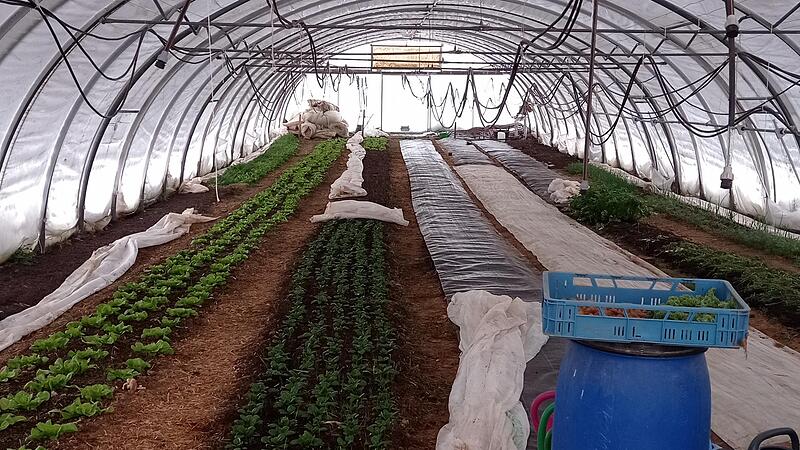 Ein Blick ins winterliche Gewächshaus: Der Feldsalat trotzt den kalten Temperaturen und ist der erste Salat im Frühjahr.