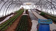 Ein Blick ins winterliche Gewächshaus: Der Feldsalat trotzt den kalten Temperaturen und ist der erste Salat im Frühjahr.
