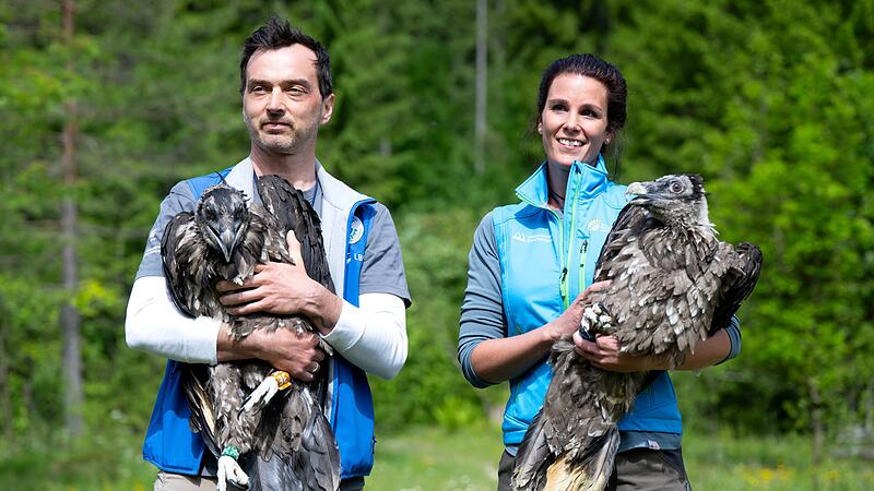Auswilderung von zwei jungen Bartgeiern